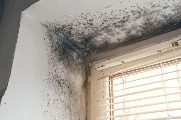 Affordable Mold Cleanup solutions in Flanders, NJ